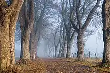 Une grande allée bordée de grands arbres sous un léger brouillard par un faible soleil.