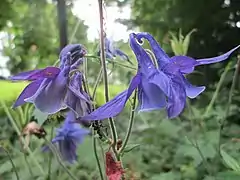 Fleurs d'Ancolie commune.