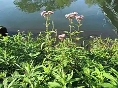 Eupatoire à feuilles de chanvre.