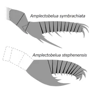 Appendices frontaux de A. symbrachiata et A. stephenensis. Notez la région de l'arbre de A. stephenensis est inconnue.