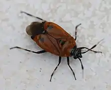 Deraeocoris punctum