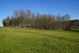 Un terril recouvert par les arbres