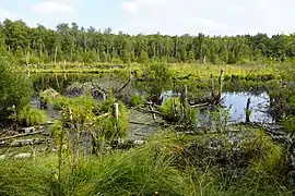 La zone inondée en été.