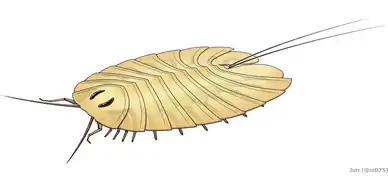 Reconstitution de Cheloniellon calmani (en) montrant la morphologie dorsale et une partie des appendices ventraux.