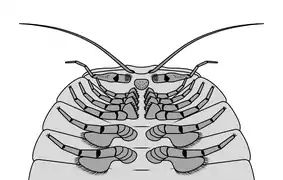 Structures ventrales de la région antérieure de Cheloniellon calmani montrant la différenciation des appendices.