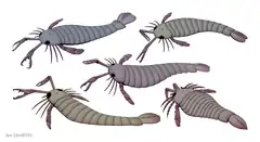 Description de l'image 20201227 Pterygotidae pterygotid.png.