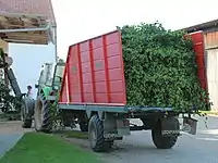 Récolte : transport des lianes coupées.