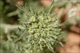 Inflorescence immature.