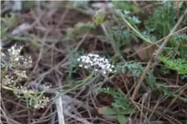 Inflorescence.