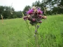 Fleurs de Cirse des marais.