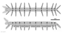 Reconstruction diagrammatique et linéaire d’Onychodictyon ferox.