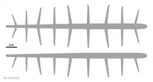 reconstruction diagramatique de Paucipodia inermis