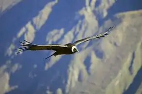 Condor des Andes femelle adulte croisant au Cañon de Colca (Pérou, région d'Arequipa), en 2010.