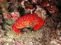 Crabe rouge Xanthidae