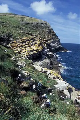 Falaise de West Point avec une colonie d'albatros