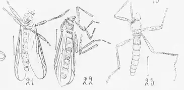 Plecia variegata (21) Plecia varia (22) Plecia variegata (23) mâle éch. R 984, R 874, R 496 pl. XVII p. 234.