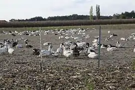 photo couleur d'une bande de canards dans un chaume de maïs, clôturé par un grillage.