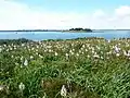 Asphodèles d'Arrondeau en fleur près d'Er Boglieux ; à l'arrière-plan l'île Creïzic.