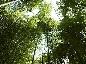 Forêt de bambous - Bambousaie.