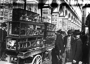 Les marchands d'oiseaux devant les Arcades, par Eugène Trutat (22 avril 1900, muséum de Toulouse).
