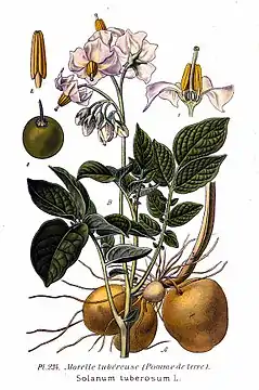 Description de l'image 234 Solanum tuberosum L.jpg.