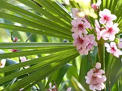 photo : le jardin