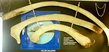 Os de baleine échouée en 1980 le long du palud Gourinet.