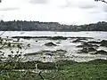 Slikke et schorre sur la rive gauche de la Rivière d'Auray au nord de la Pointe de Kerisper.