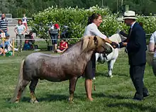 Un petit poney aubère prend la pose alors que sa propriétaire reçoit un prix d'un juge.
