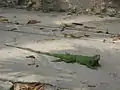 Iguane aux alentours de l'hôtel El Prado.