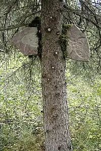 L'Arbre Hache, curiosité située dans le sentier pédestre de la municipalité de Bégin.