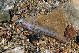 Chromogobius zebratus