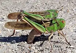 Accouplement de Criquets migrateurs verts solitaires à Palavas (France).