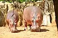 Deux hippopotames