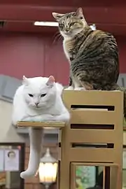 Deux chats sur un arbre à chat.