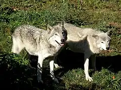 Canis lupus