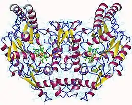 Image illustrative de l’article Oxyde nitrique synthase