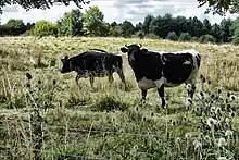 photo couleur de deux vaches pie noir. Le noir est présent sur la tête et le bas des pattes et sur les flancs en taches ou mouchetures. les cornes sont courtes et en croissant.