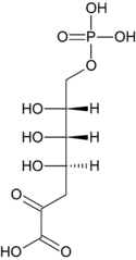 Image illustrative de l’article Acide 3-désoxy-7-phospo-D-arabinoheptulosonique