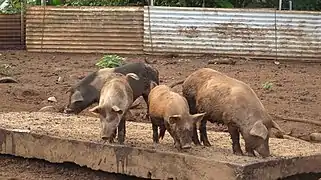 Un parc à cochons à Falaleu (Wallis).