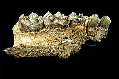 Chalicotherium goldfussi Maxillaire gauche avec P-M3 vue latérale Col. MHNT