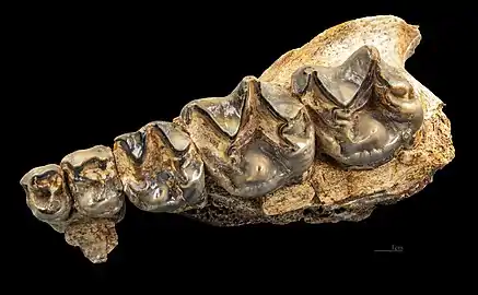 Chalicotherium goldfussi Maxillaire gauche avec P-M3 vu de dessus Col. MHNT