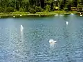 La Rivière de Pont-l'Abbé : cygnes sur le plan d'eau du Moulin Neuf.