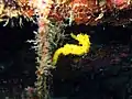 Hippocampe jaune