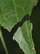 Latex d'une feuille