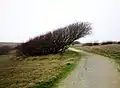 Arbuste (saule) à la forme influencée par le vent venu de la mer dans les dunes d'Erdeven.