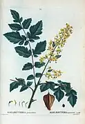 Planche botanique vers 1810