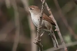 photo d'un petit oiseau beige et blanc posé sur une branche.