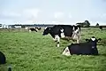 Paysage avec vaches.