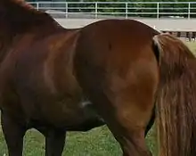 Photo en couleur de la croupe d'un cheval alezan.